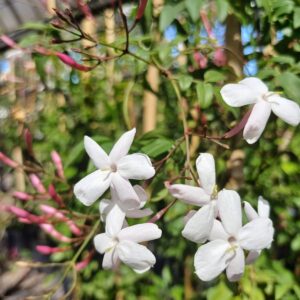 Jazmín Chino - Jasminum polianthus, 3 lts.