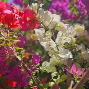 Santa Rita - Bougainvillea glabra, 4 lts.