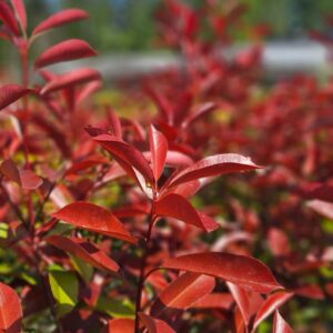 Fotinia - Photinia Fraseri, 10 lts.