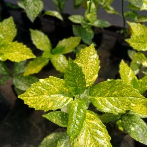 Aucuba japónica, 4 lts.