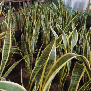 Sansevieria, 3 lts.