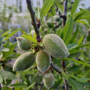 Almendro - Prunus amygdalus, 10 lts.