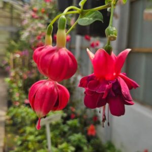 Aljhaba - Fuchsia magellanica, bols.