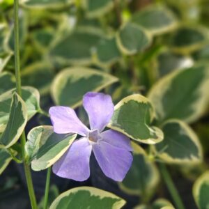 Vinca Major, 3 lts.