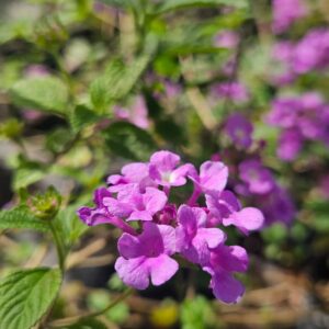 Lantana Rastrera Rosa - Lantana montevidiensis, 10 lts.