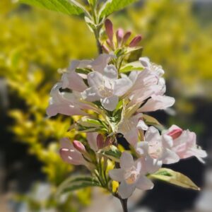 Weigela - Weigela florida, 4 lts.