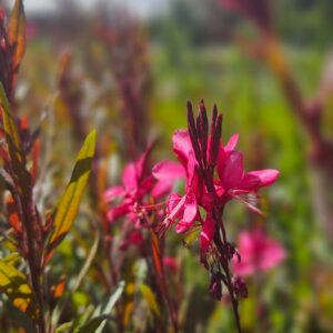 Gaura rosa - Gaura lindheimeri, 3 lts.