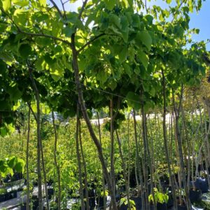 Tilo - Tilia Moltkei, 15 lts.