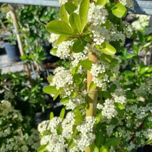 Crataegus - Pyracantha coccinea, 4 lts.