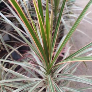 Marginata tricolor, lts 3.