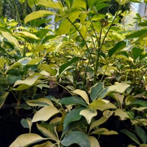 Aralia Schefflera, 3 lts.