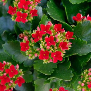 Kalanchoe, M12