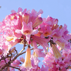 Lapacho rosado - Androanthus impetiginosus