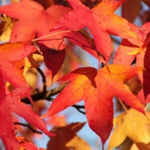 Liquidambar - Liquidambar styraciflua, 10 lts.