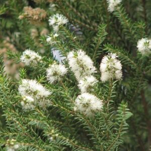 Melaleuca Linearifolia, 10 lts.