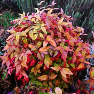 Nandina Firepower, 3 lts.