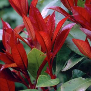 Fotinia - Photinia Fraseri, 3 lts.