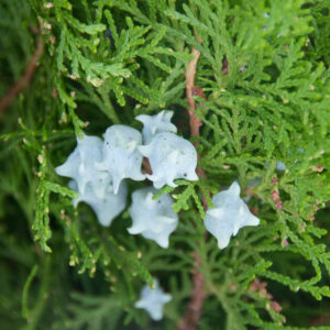 Thuja Orientalis 15 LTS