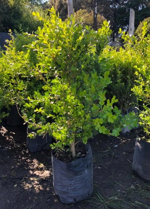 Buxus Sempervirens, 15 lts.