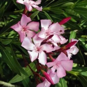 Laurel de flor - Nerium Oleander, 7 lts.