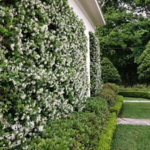 Jazmín de Leche - Trachelospermum jasminoides, 10lts.
