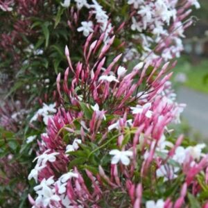 Jazmín Chino - Jasminum polianthus, 3 lts.