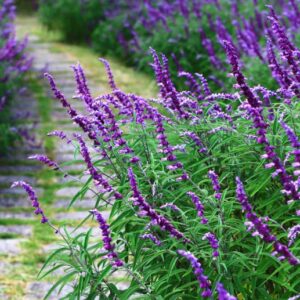 Salvia Leucantha, 3 lts.