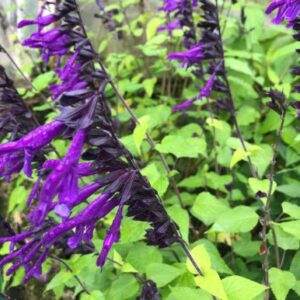 Salvia Guaranítica, 3 lts.