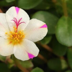 Portulaca