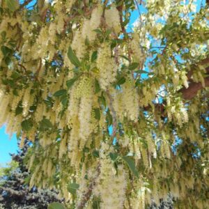 Ombú - Phytolacca dioica, 15 lts.