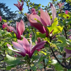 Magnolia púrpura - Magnolia liliflora, 3 lts.