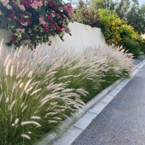 Cola de Zorro - Pennisetum rupelli, 3 lts.