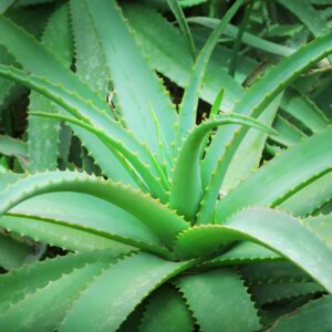 Aloe Vera, 1 lts.