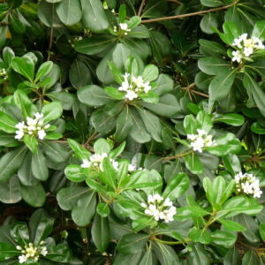 Azarero - Pittosporum Tobira, 3 lts.