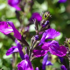 Salvia greggi, 3 lts.