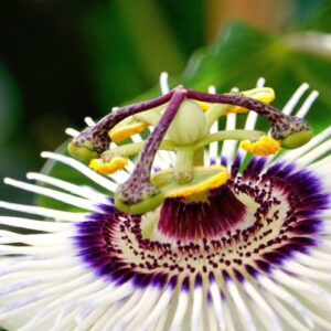 Mburucuyá - Pasionaria - Pasiflora, 7 lts.