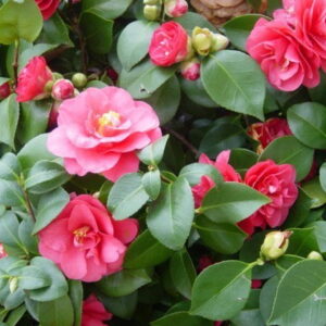 Camelia, 2 lts.