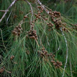 Roble de Río - Casuarina Cunninghamiana, 4 lts.
