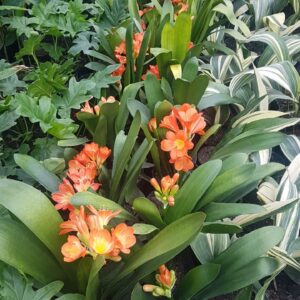 Clivia Miniata, 5 lts.