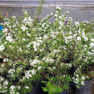 Corona de Novia - Spiraea cantoniensis, 3 lts.