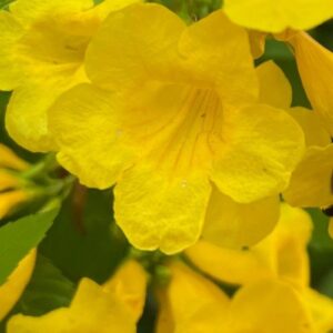 Lapachillo, Guarán - Tecoma stans, 4 lts.