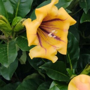 Copa de Oro - Solandra, 4 lts.