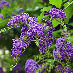 Duranta erecta, 4 lts.