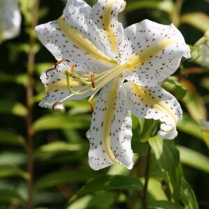 Lirio - Azucena - Lilium, 3 lts.