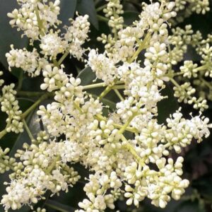 Ligustro hoja ancha - Ligustrum lucidum, 3 lts.