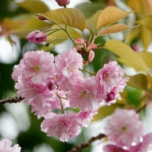 Cerezo Japonés, Sakura - Prunus serrulata