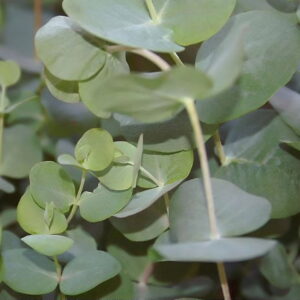Eucalyptus Cinerea Plateado, 4 lts.
