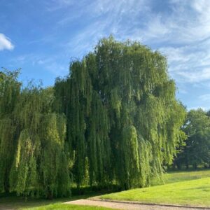 Sauce llorón - Salix babilónica, 10 lts.