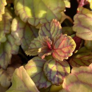 Planta del Dinero - Plectranthus, 3 lts.