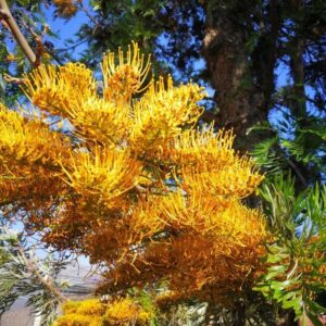 Roble australiano - Gravillea robusta